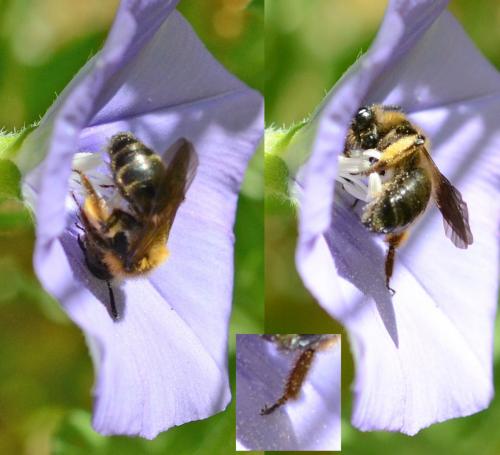 Andrena sp.