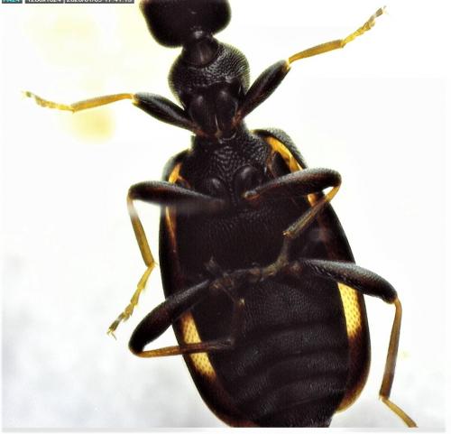 Réf. 245 898 : Anthicus sp.