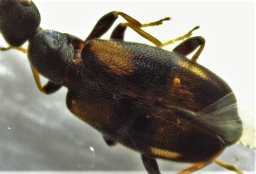 Réf. 245 897 : Anthicus sp.