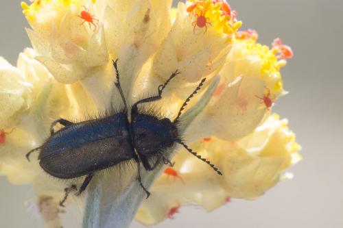 Réf. 245 126 : Enicopus sp.