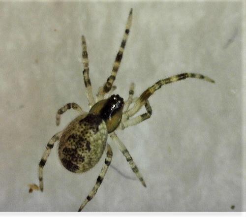Anelosimus_sl sp.