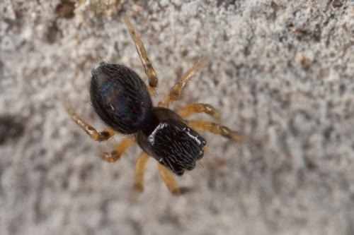 Réf. 245 654 : Chalcoscirtus janetscheki