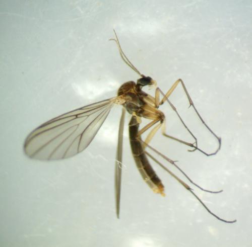 Coelosia sp.