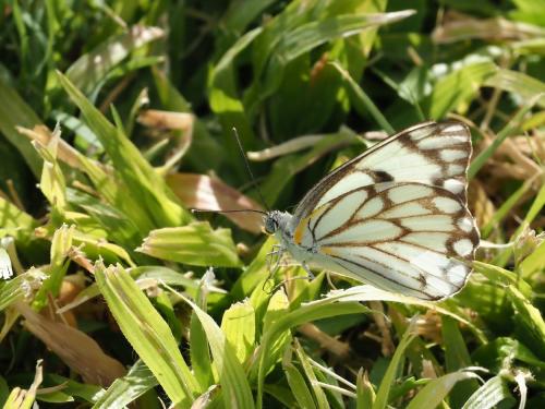 Belenois aurota