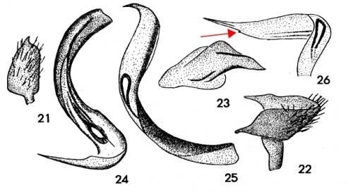 Psallus divers
