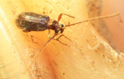 Réf. 245 478 : Ptinus sp.