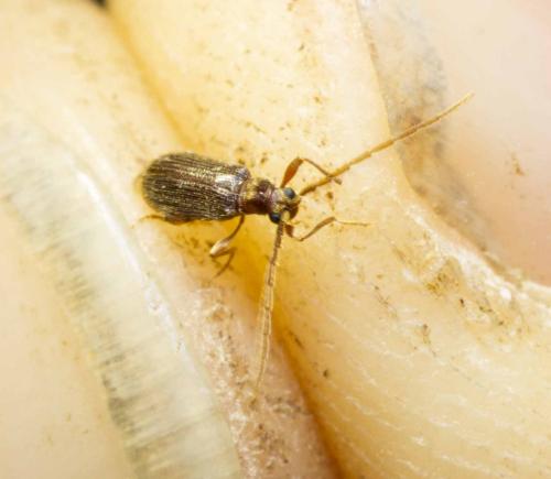Réf. 245 479 : Ptinus sp.