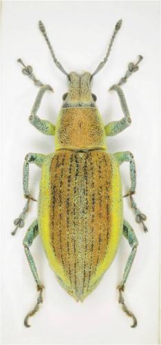 Chlorophanus sp.