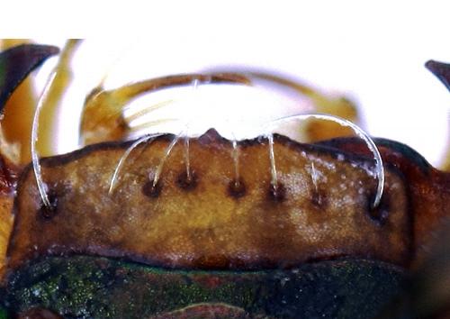 Brasiella argentata