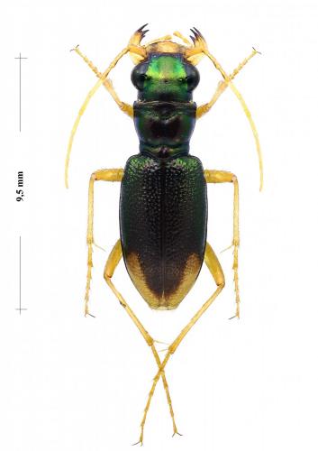 Tetracha cribrata