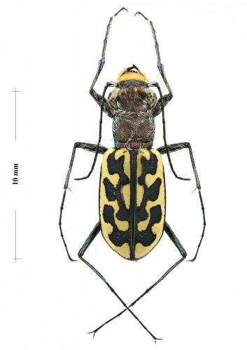 Lophyra neglecta