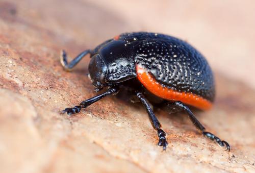 Chrysolina kuesteri