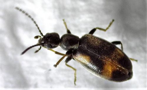 Réf. 245 706 : Anthicus sp.