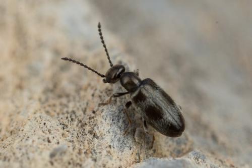 Réf. 245 935 : Microhoria sp.