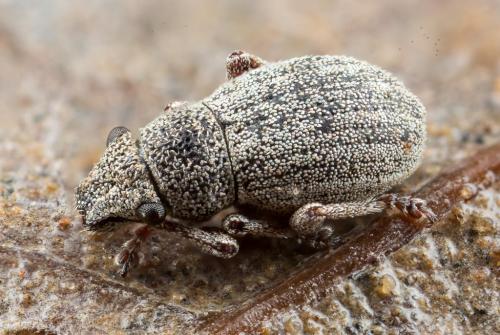 Réf. 245 136 : Strophosoma nebulosum