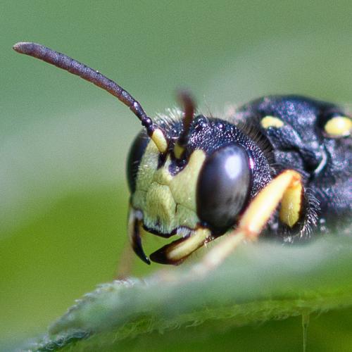 Réf. 245 783 : Cerceris rybyensis