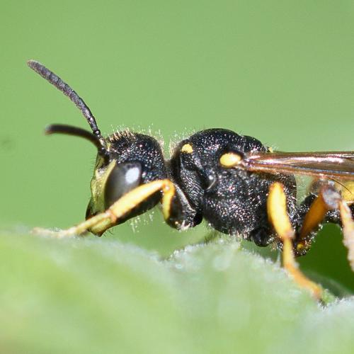 Réf. 245 784 : Cerceris rybyensis