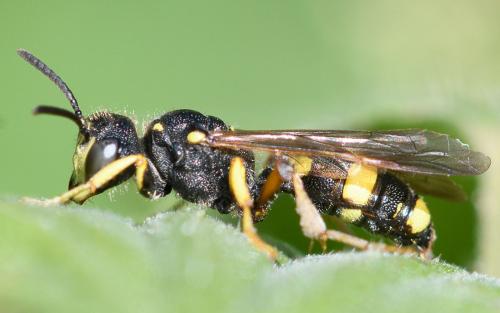 Réf. 245 781 : Cerceris rybyensis