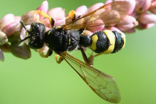 Réf. 245 780 : Cerceris rybyensis