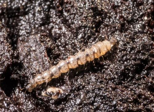 Réf. 245 741 : Forcipomyia sp.