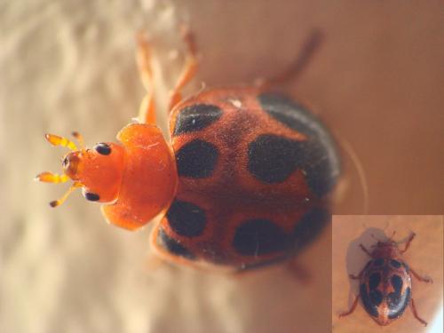 Henosepilachna elaterii
