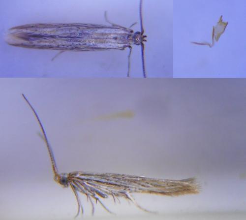 Réf. 245 471 : Coleophora pseudorepentis
