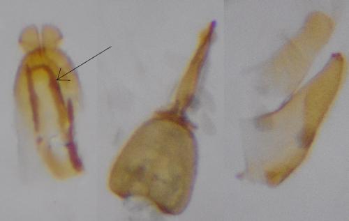 Réf. 245 037 : Mompha epilobiella
