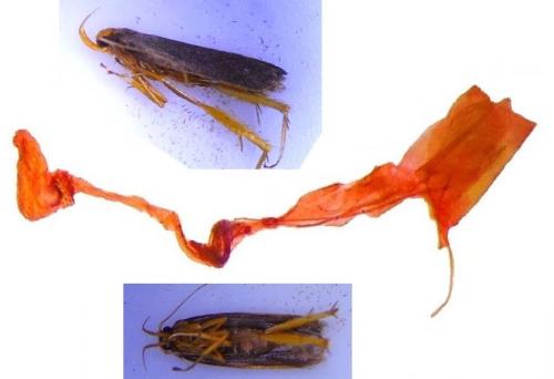 Réf. 245 102 : Eurodachtha pallicornella