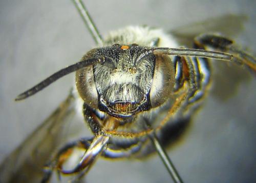 Réf. 245 561 : Ammobatoides scriptus
