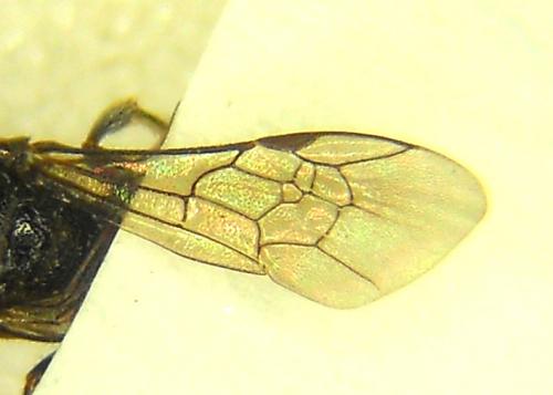 Sphecodes sp.