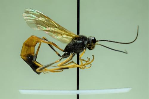 Réf. 245 978 : Erigorgus cerinops