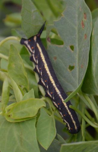 Réf. 245 179 : Agrius convolvuli