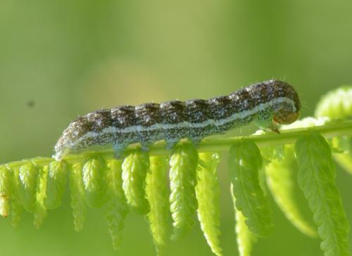 Agrochola sp.