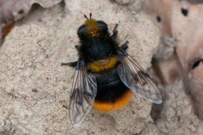 Mallota fuciformis