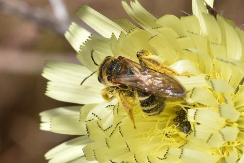 Halictus quadricinctus