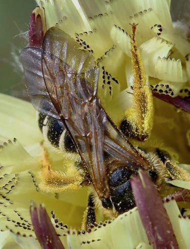 Halictus quadricinctus