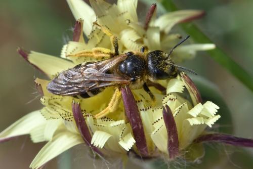 Halictus quadricinctus