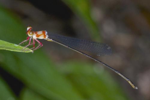 Risiocnemis sp.