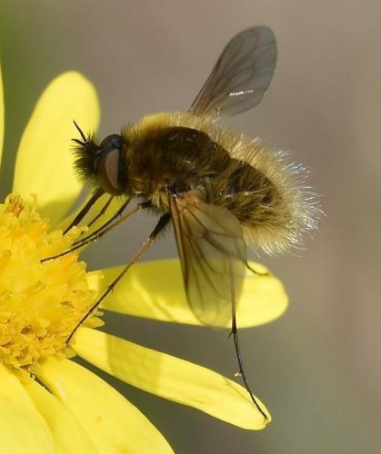 Réf. 245 668 : Bombylisoma sp.
