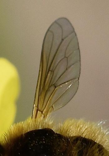 Réf. 245 696 : Bombylisoma sp.