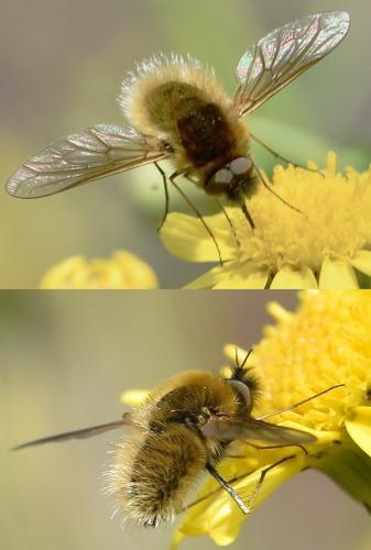 Réf. 245 669 : Bombylisoma sp.