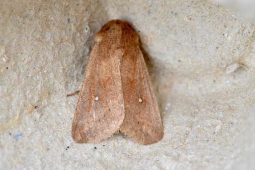 Réf. 245 544 : Mythimna albipuncta