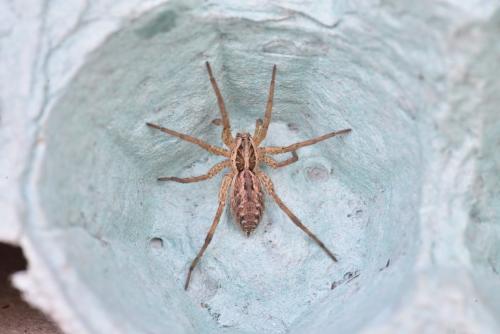 Hogna radiata