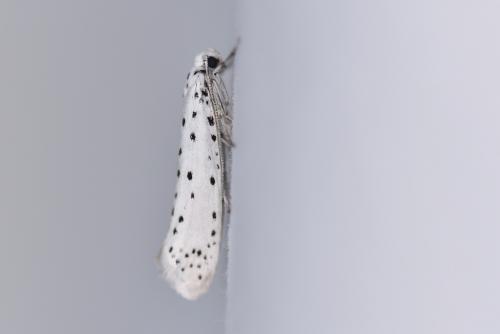 Yponomeuta sp.