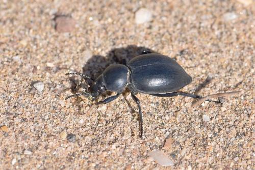 Réf. 245 537 : Tentyria mucronata