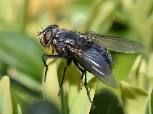 Réf. 245 539 : Calliphora vomitoria