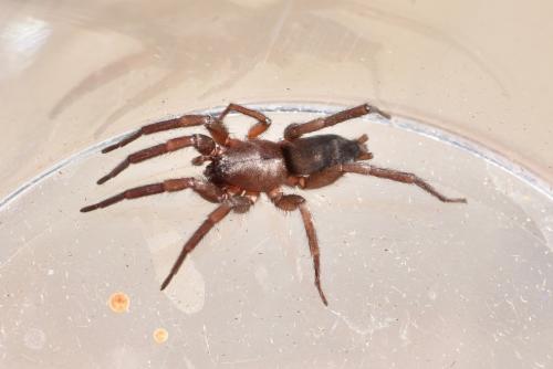 Scotophaeus sp.