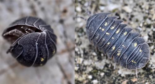 Réf. 245 814 : Armadillidium granulatum