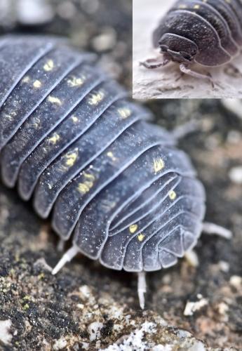 Réf. 245 815 : Armadillidium granulatum