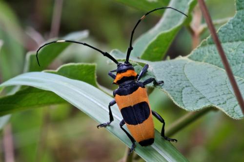 Cereopsius quaestor